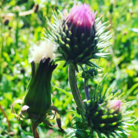 Alpenblume avatar